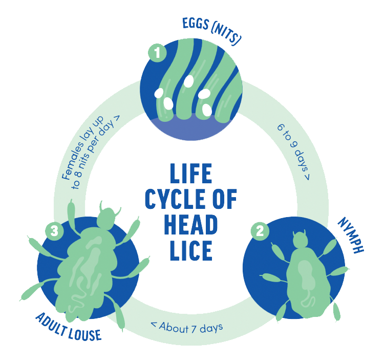 The life cycle of Head Lice